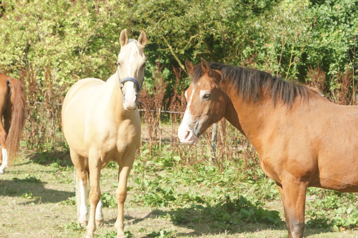 Palomino Gullibine Bint Maras (Litani) billede 14