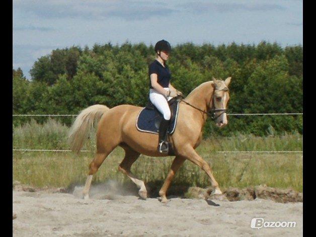 Palomino Gullibine Bint Maras (Litani) - Undskyl fordi der stpr det der mærke to gange, men det er fordi jeg taget billederne fra et af mine fotoalbum her inde! :-) billede 15