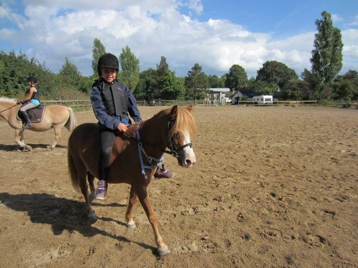 Welsh Mountain (sec A) Tarzan <3 billede 2