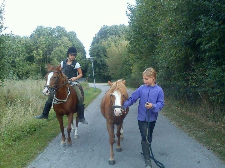 Welsh Mountain (sec A) Tarzan <3 billede 3