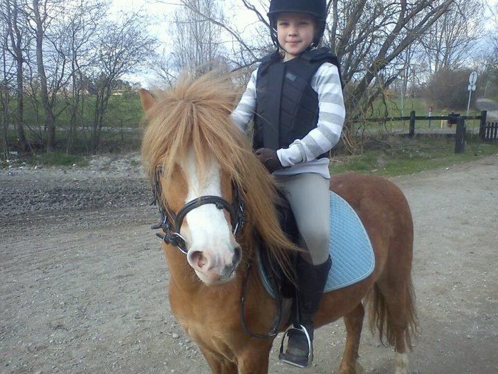 Welsh Mountain (sec A) Tarzan <3 billede 4