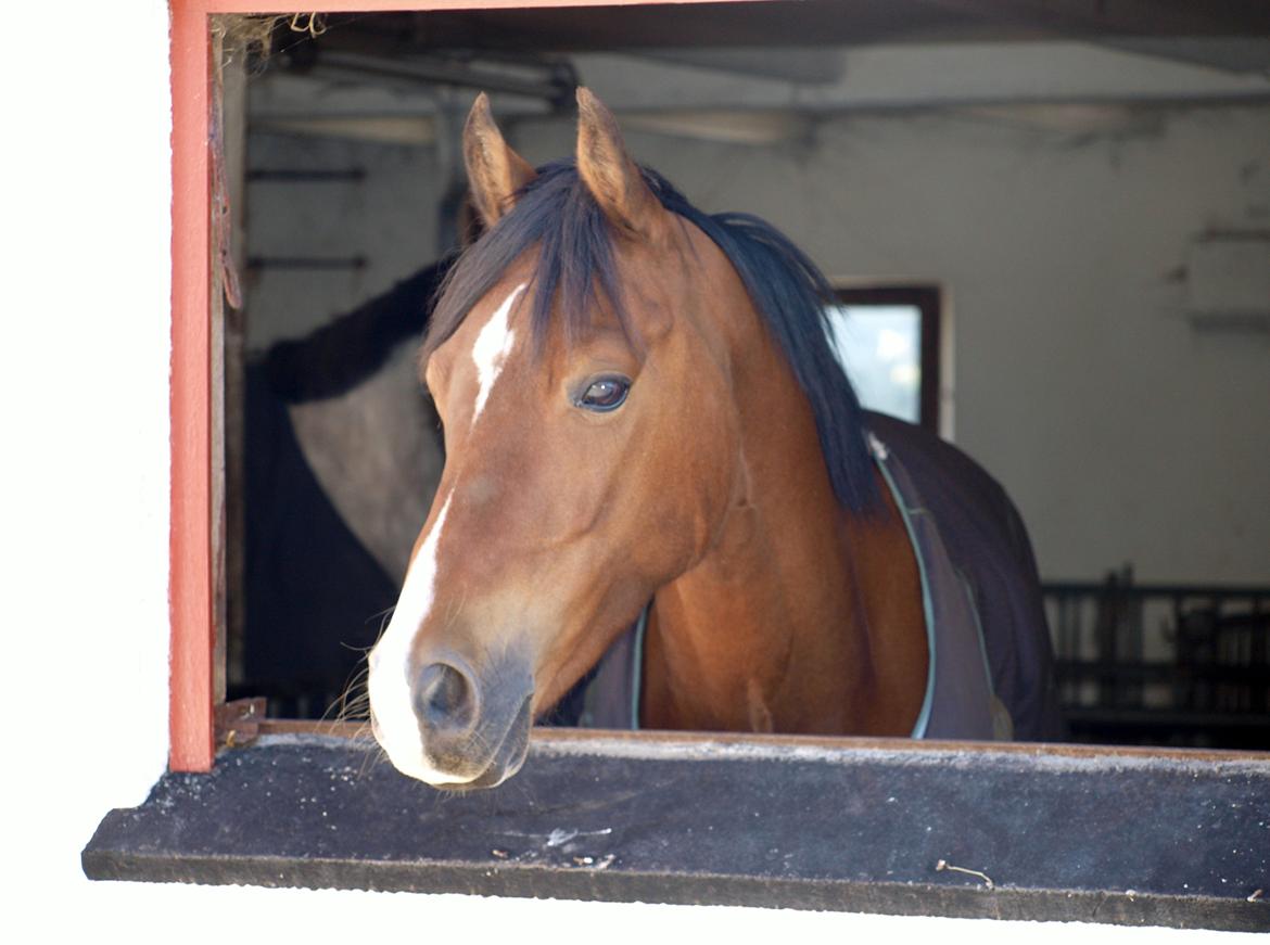 Welsh Cob (sec D) Bjeldbaks Rollo - Velkommen til Diablos profil! ;-) billede 1