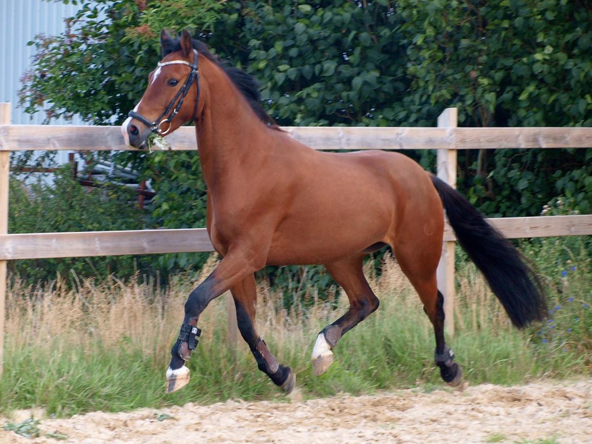 Welsh Cob (sec D) Bjeldbaks Rollo billede 10