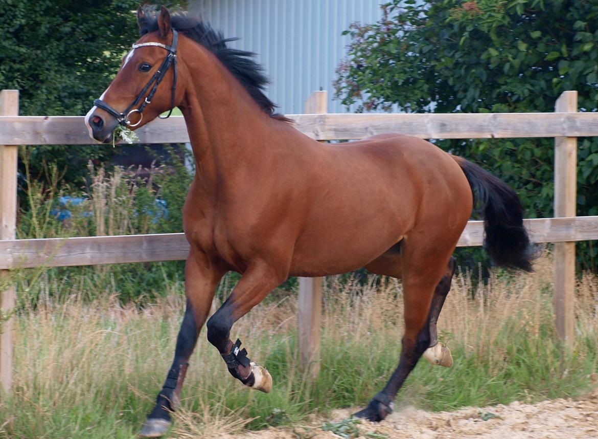 Welsh Cob (sec D) Bjeldbaks Rollo billede 5