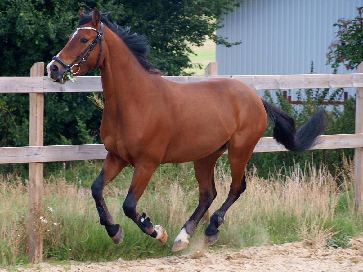 Welsh Cob (sec D) Bjeldbaks Rollo billede 7