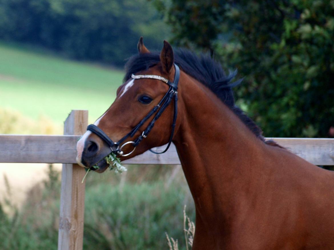 Welsh Cob (sec D) Bjeldbaks Rollo billede 12