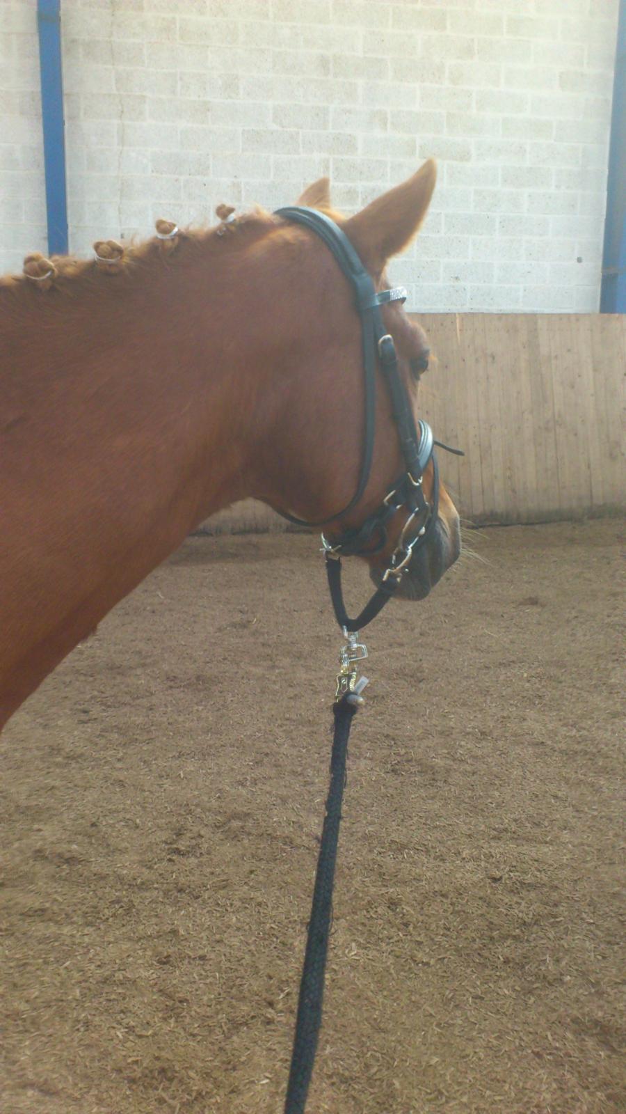 Hollandsk Sportspony Jannus billede 17