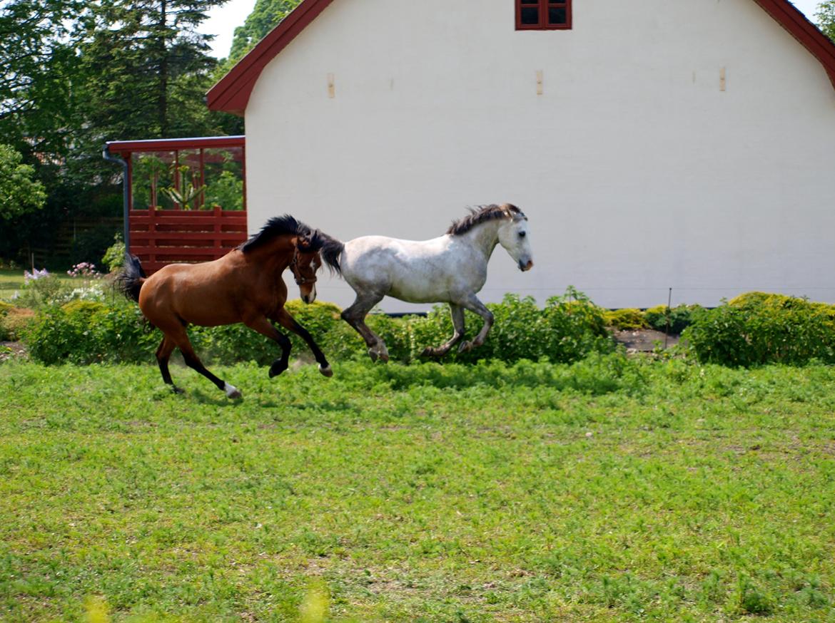 Welsh Cob (sec D) Bjeldbaks Rollo billede 13