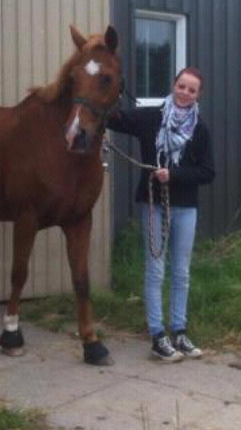 Hollandsk Sportspony Jannus billede 18