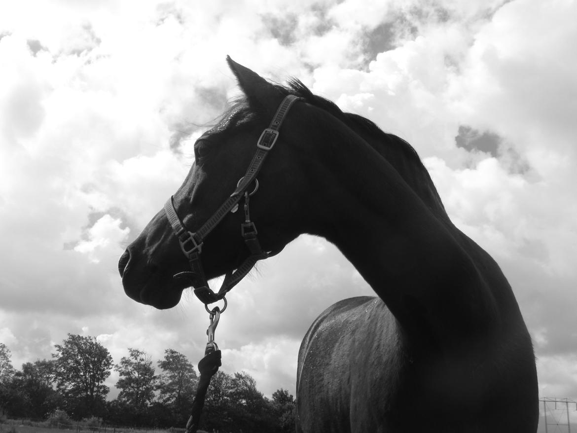 Welsh Pony (sec B) misty billede 18