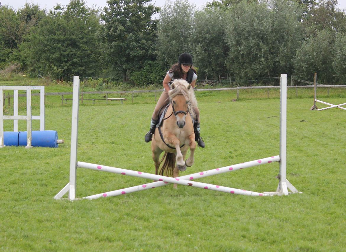 Anden særlig race Tøsen (-:. billede 16
