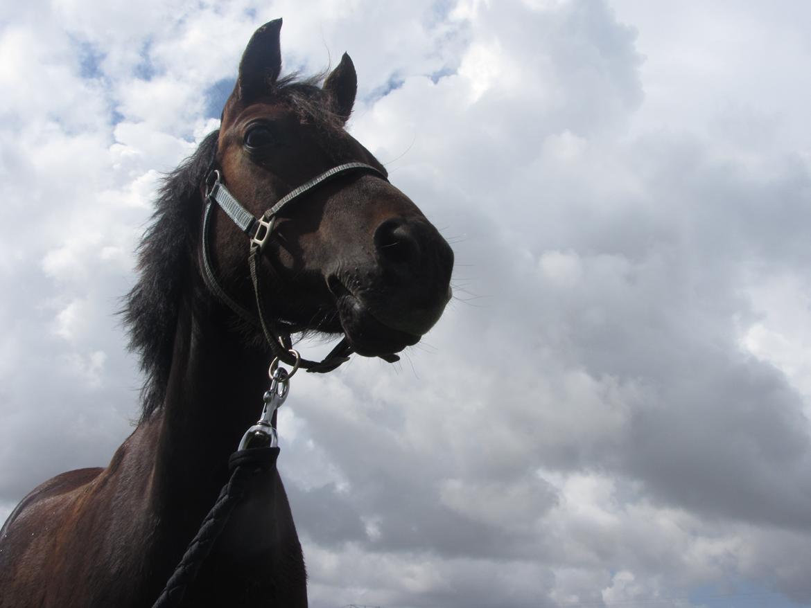 Welsh Pony (sec B) misty billede 8