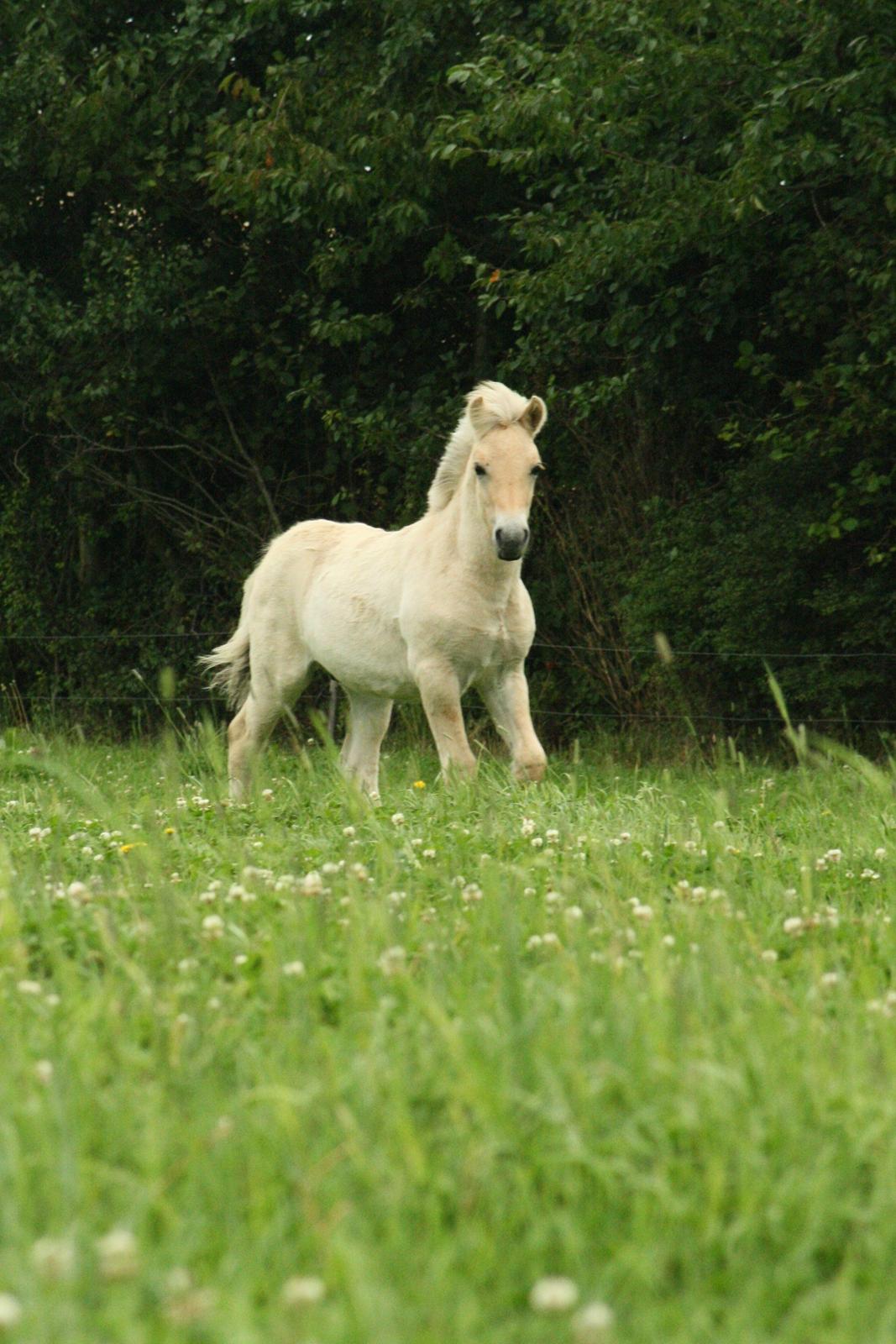 Fjordhest Zenvo - Min hingst! 9. september 2012 billede 3