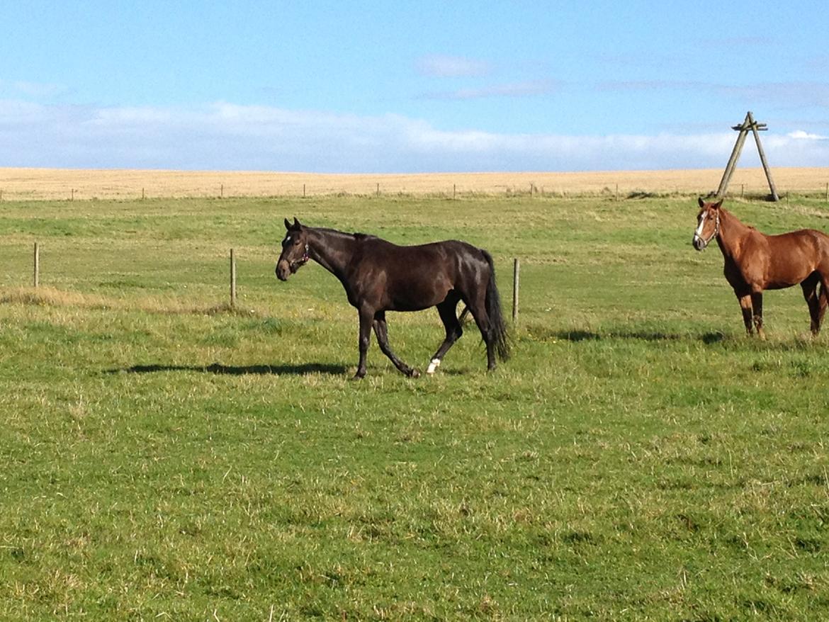 Trakehner Chevalier billede 11