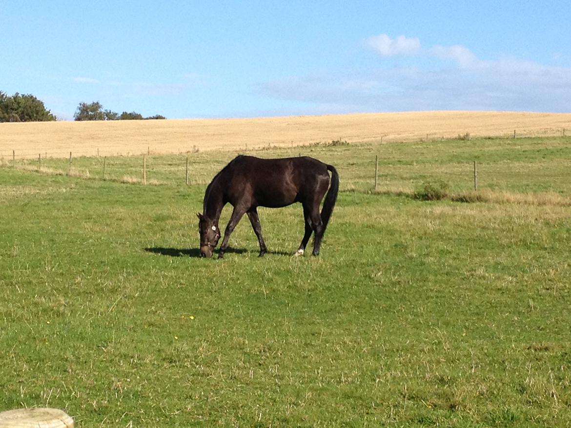 Trakehner Chevalier billede 5