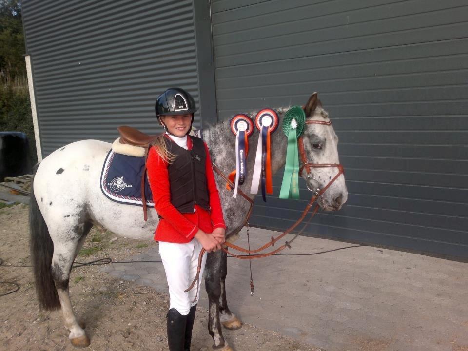 Appaloosa MR. APPELBEY **B-pony** (Søsters pony) billede 14