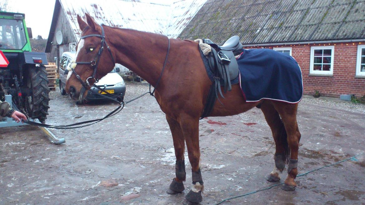 Holstener Aragorn billede 3