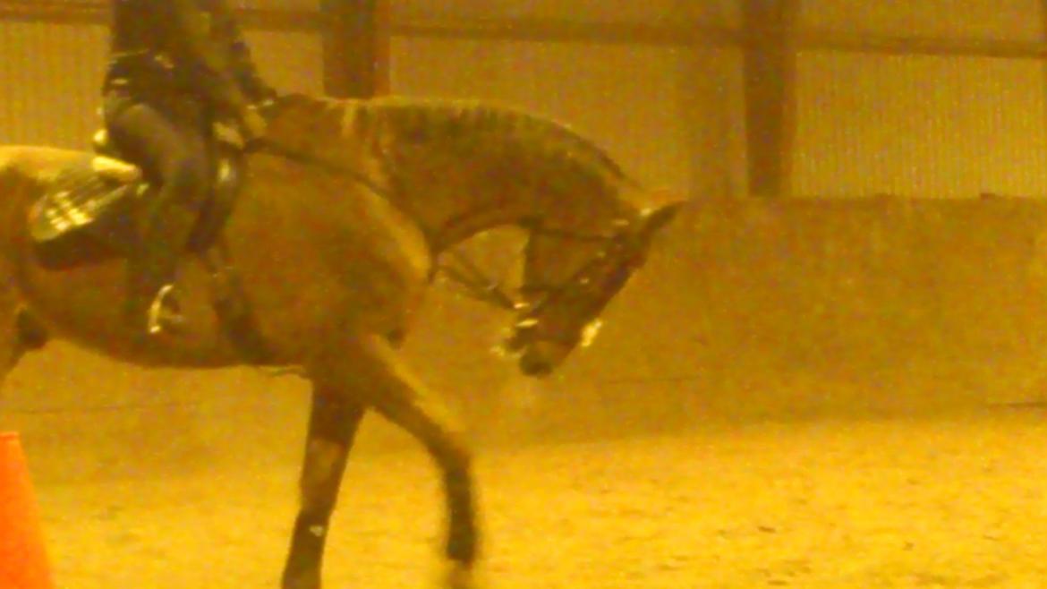 Holstener Aragorn billede 4