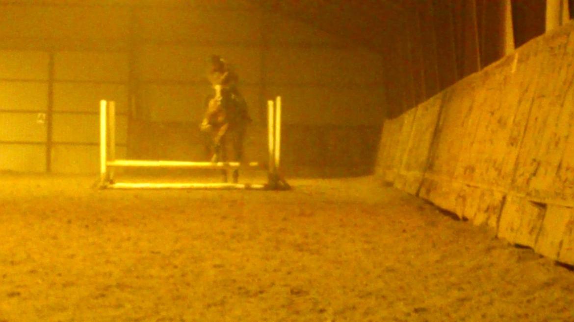 Holstener Aragorn billede 5