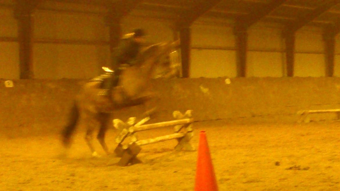 Holstener Aragorn billede 6