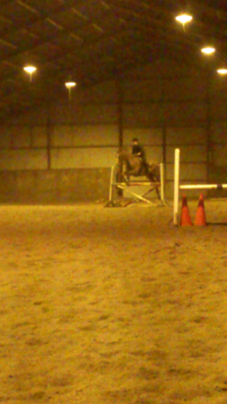 Holstener Aragorn billede 8