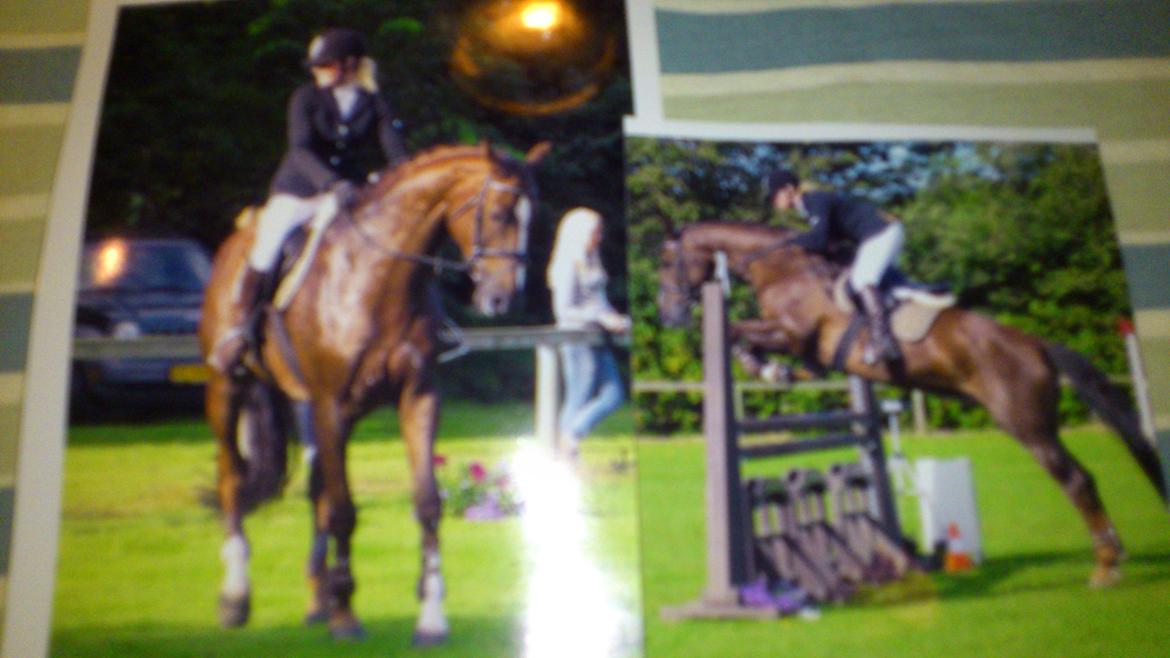 Holstener Aragorn billede 9