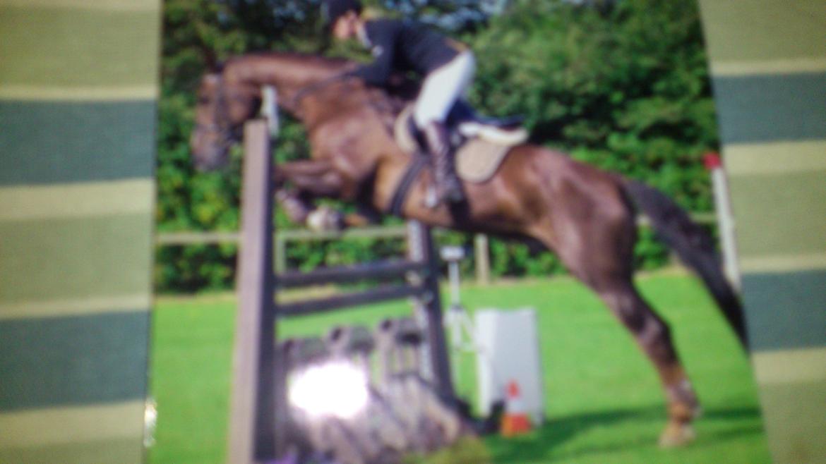 Holstener Aragorn billede 10