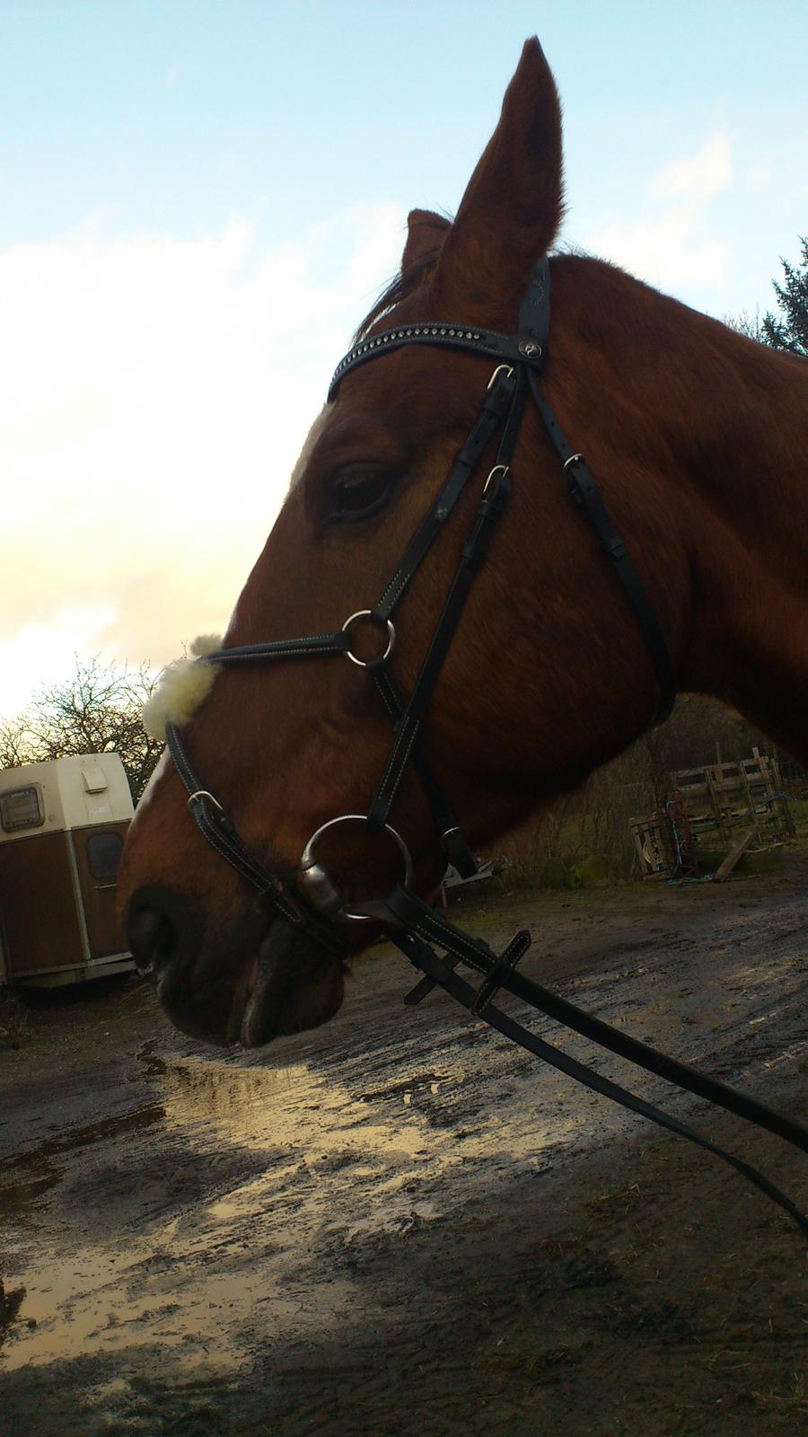 Holstener Aragorn billede 11