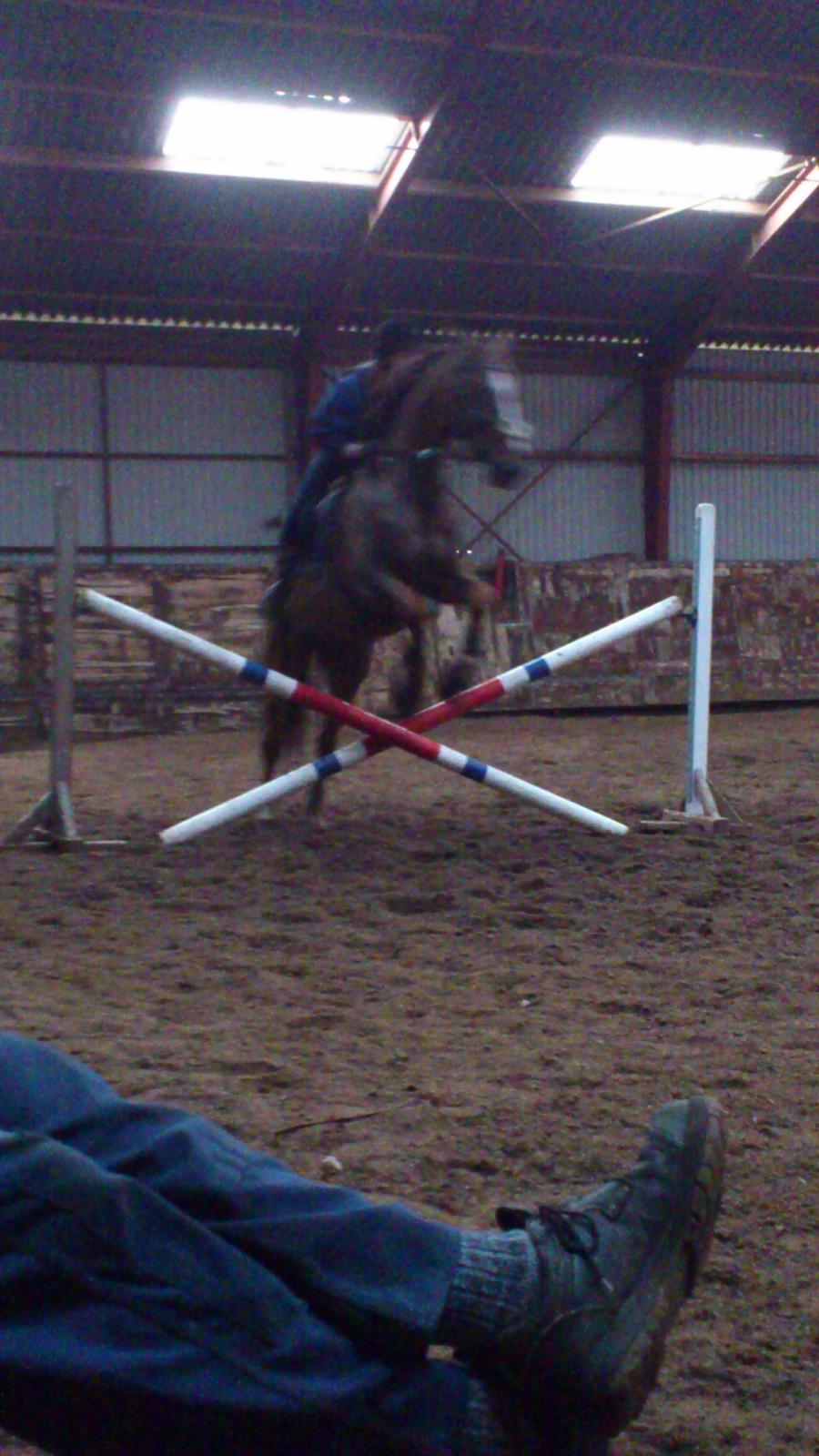 Holstener Aragorn billede 12