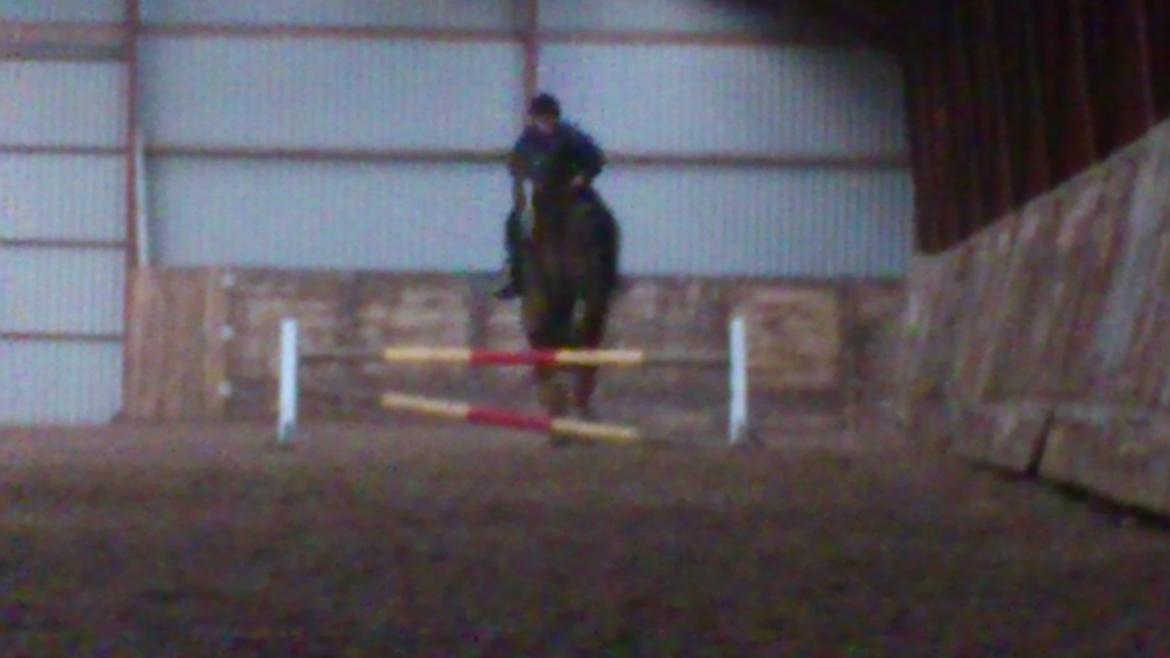 Holstener Aragorn billede 13