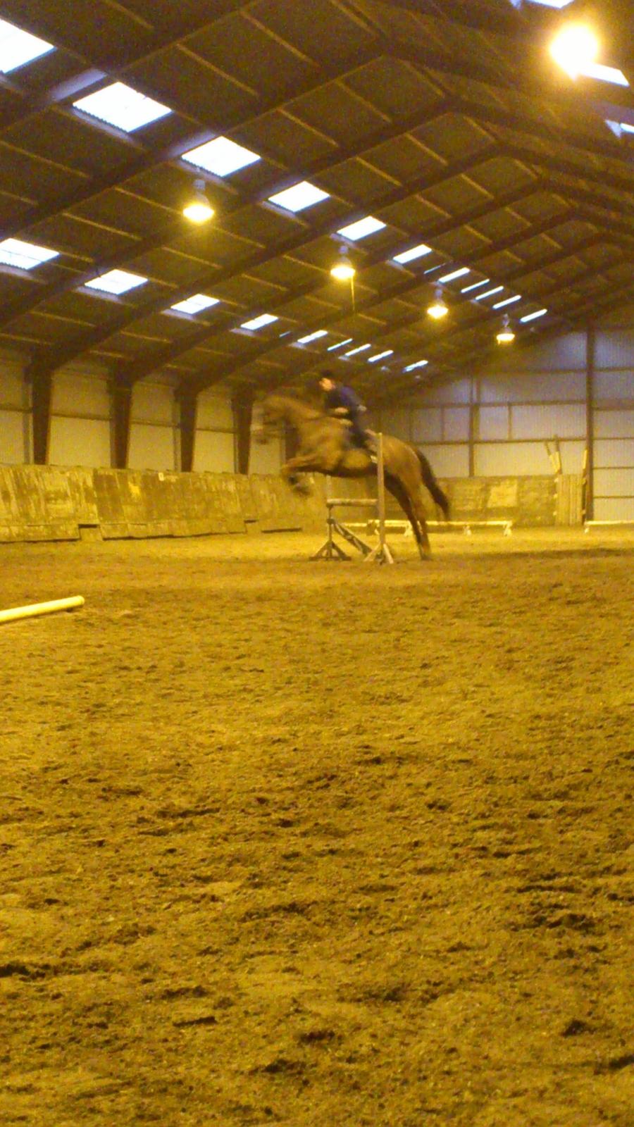 Holstener Aragorn billede 14