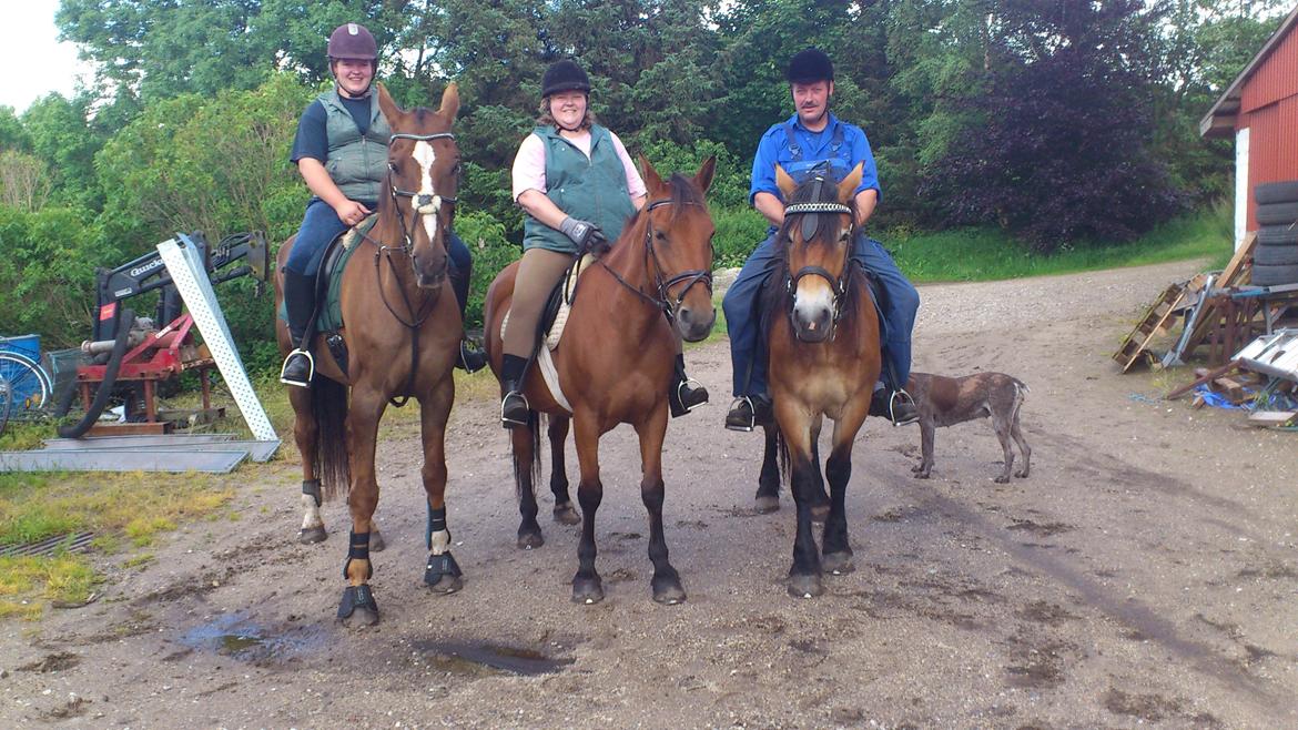 Holstener Aragorn billede 15