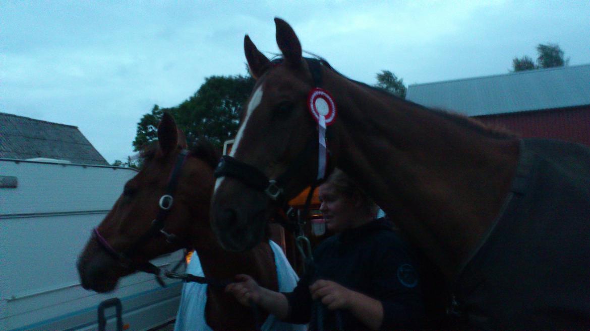 Holstener Aragorn billede 16