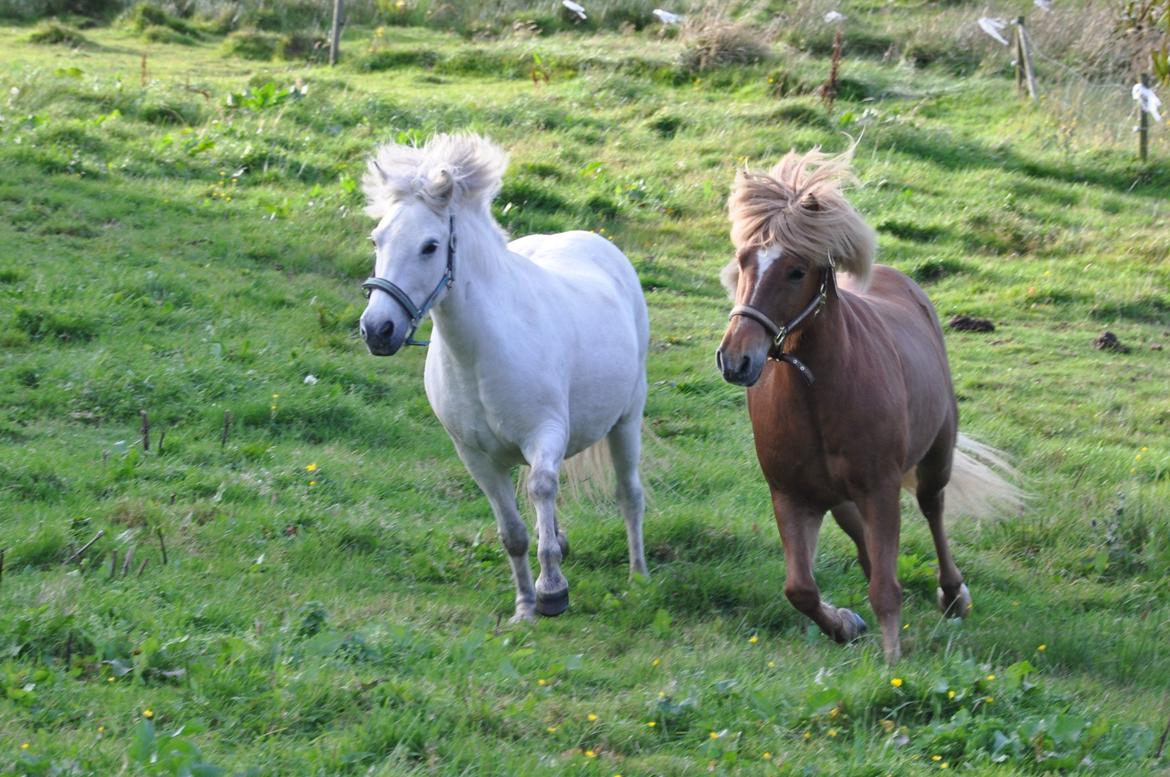 Islænder Hlín fra Helgenæs<3 - På farten med hendes elskede Trausti:) Foto: AFH 11.09.12 billede 11