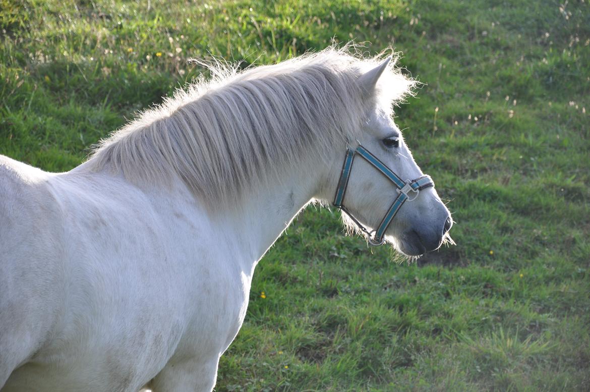 Islænder Hlín fra Helgenæs<3 - I aftenlyset - lidt forpustet;)<3 Foto: AFH 11.09.12 billede 17