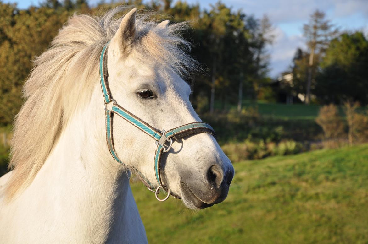 Islænder Hlín fra Helgenæs<3 - Det smukkeste reneste væsen jeg har mødt <3 Foto: AFH 11.09.12 billede 4