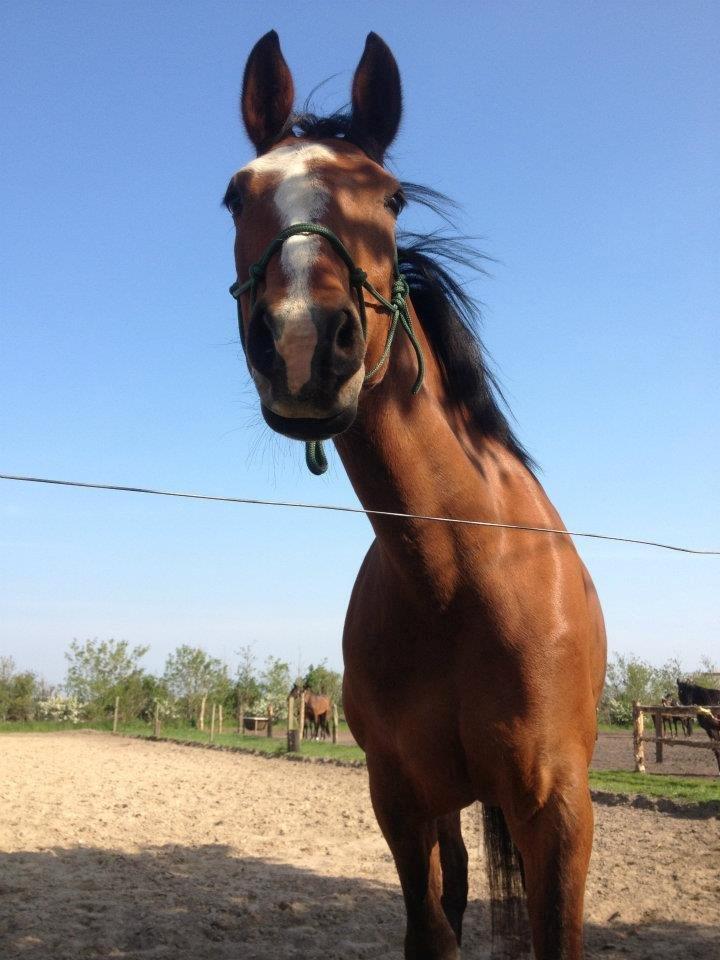 Anden særlig race Wubbi - Horsemanship billede 2