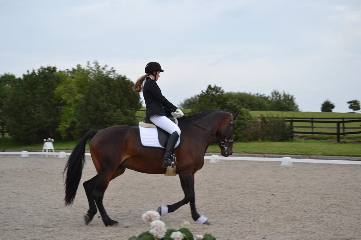 Oldenborg Brunette Alstrup billede 16