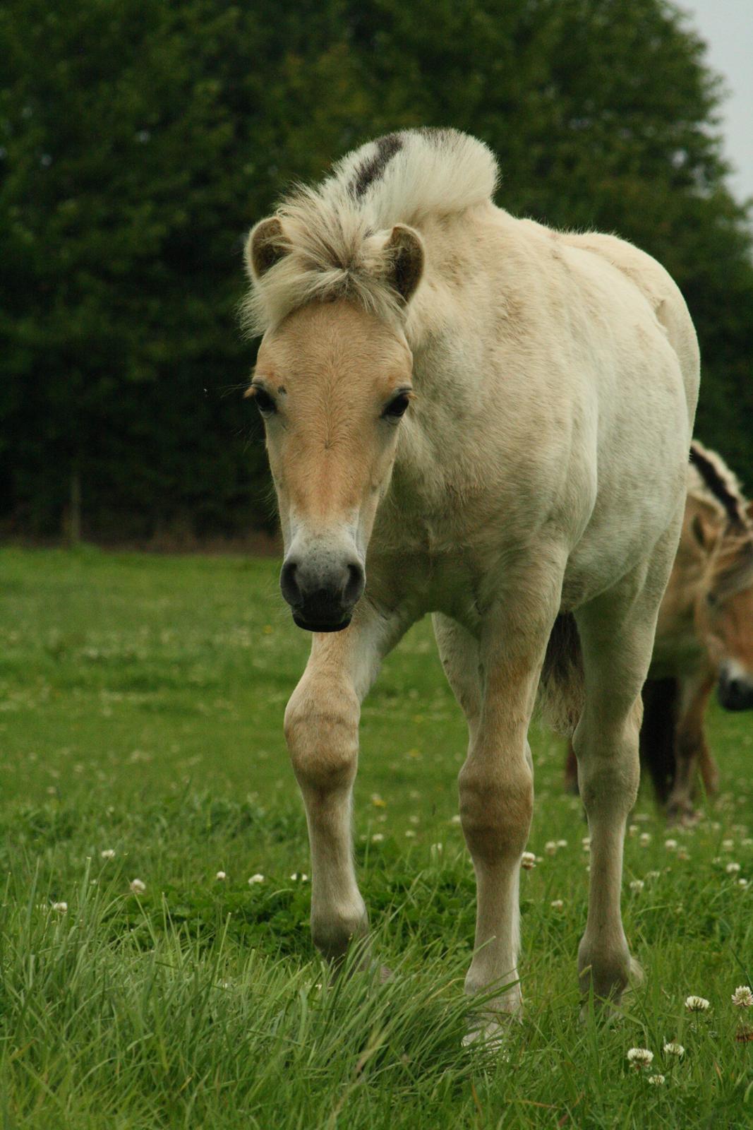 Fjordhest Zenvo - Bøllen er nysgerrig :-) 9. september 2012 billede 4