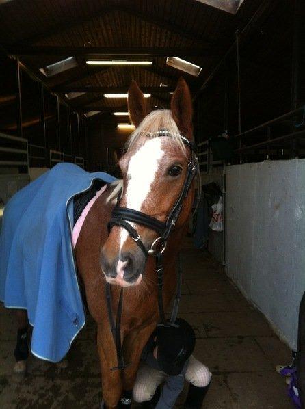 Anden særlig race Beauty - Første ridetur efter Beauty var blevet købt ;) billede 1