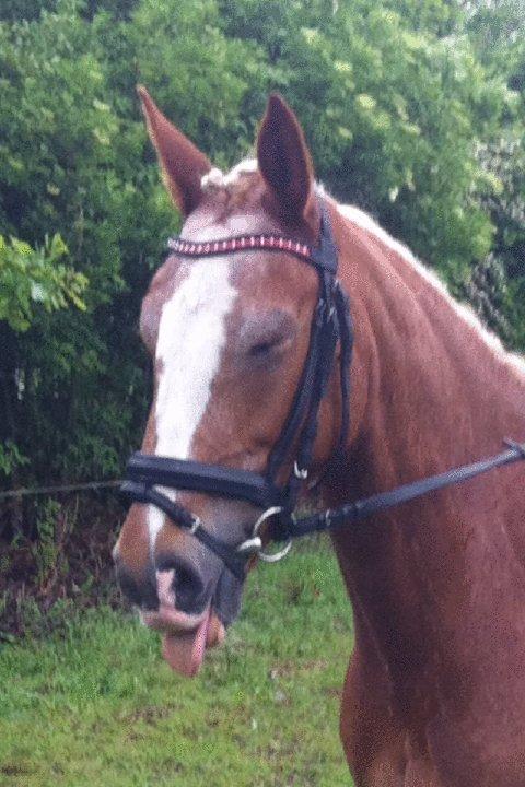 Anden særlig race Beauty - Hi Hi Man må ikke række tunge... billede 4