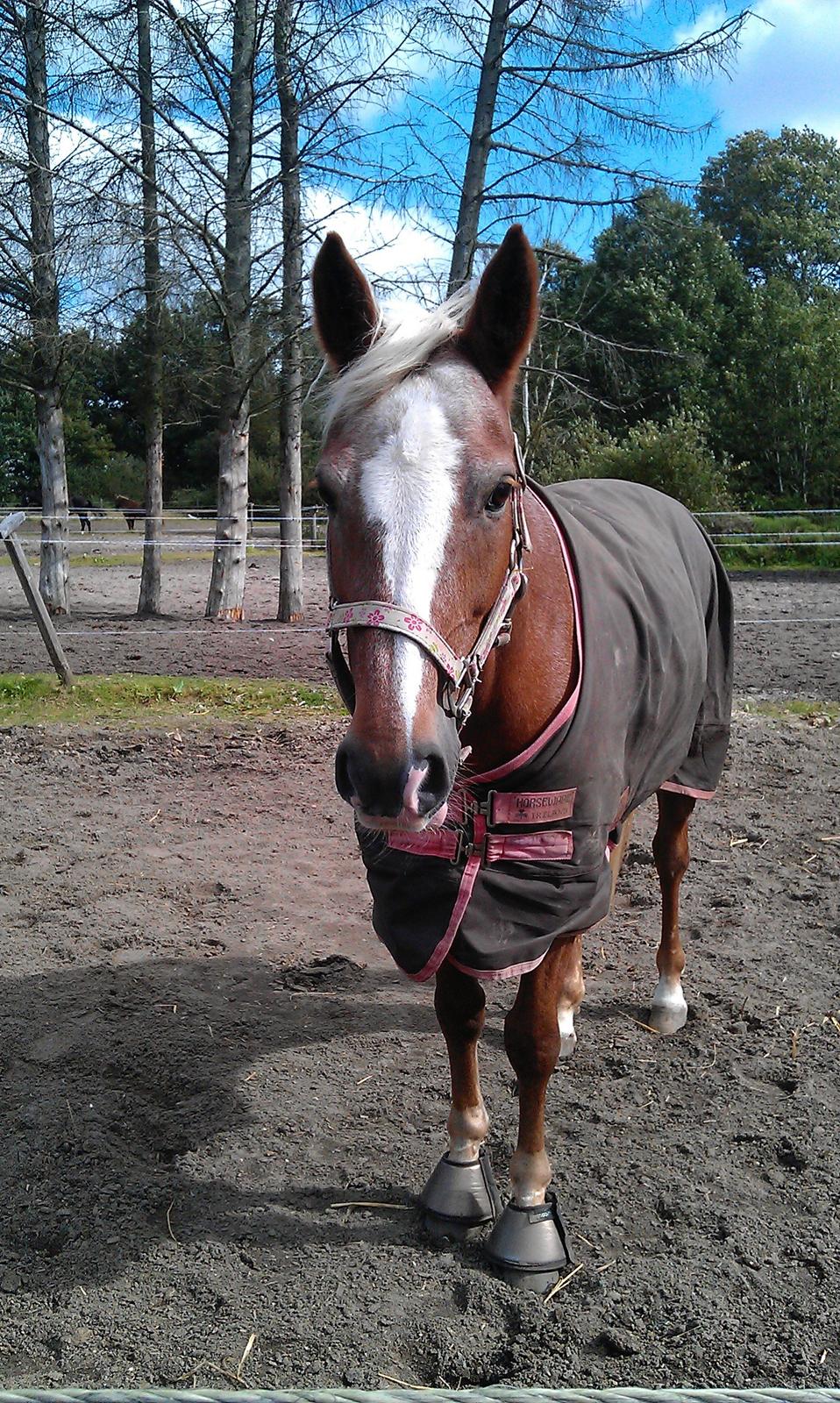 Anden særlig race Beauty - På folden.. billede 6