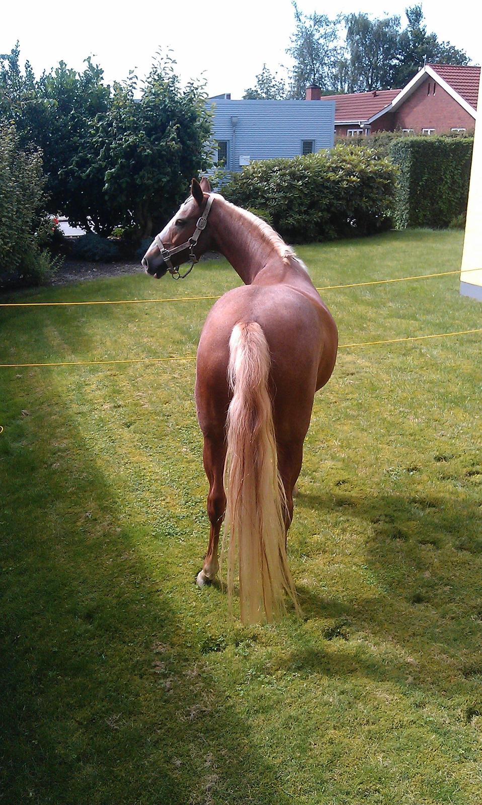 Anden særlig race Beauty - Beauty på besøg i haven ;-) billede 7