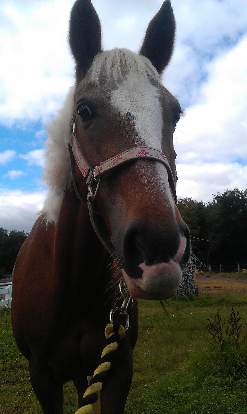 Anden særlig race Beauty - Myss.. billede 8