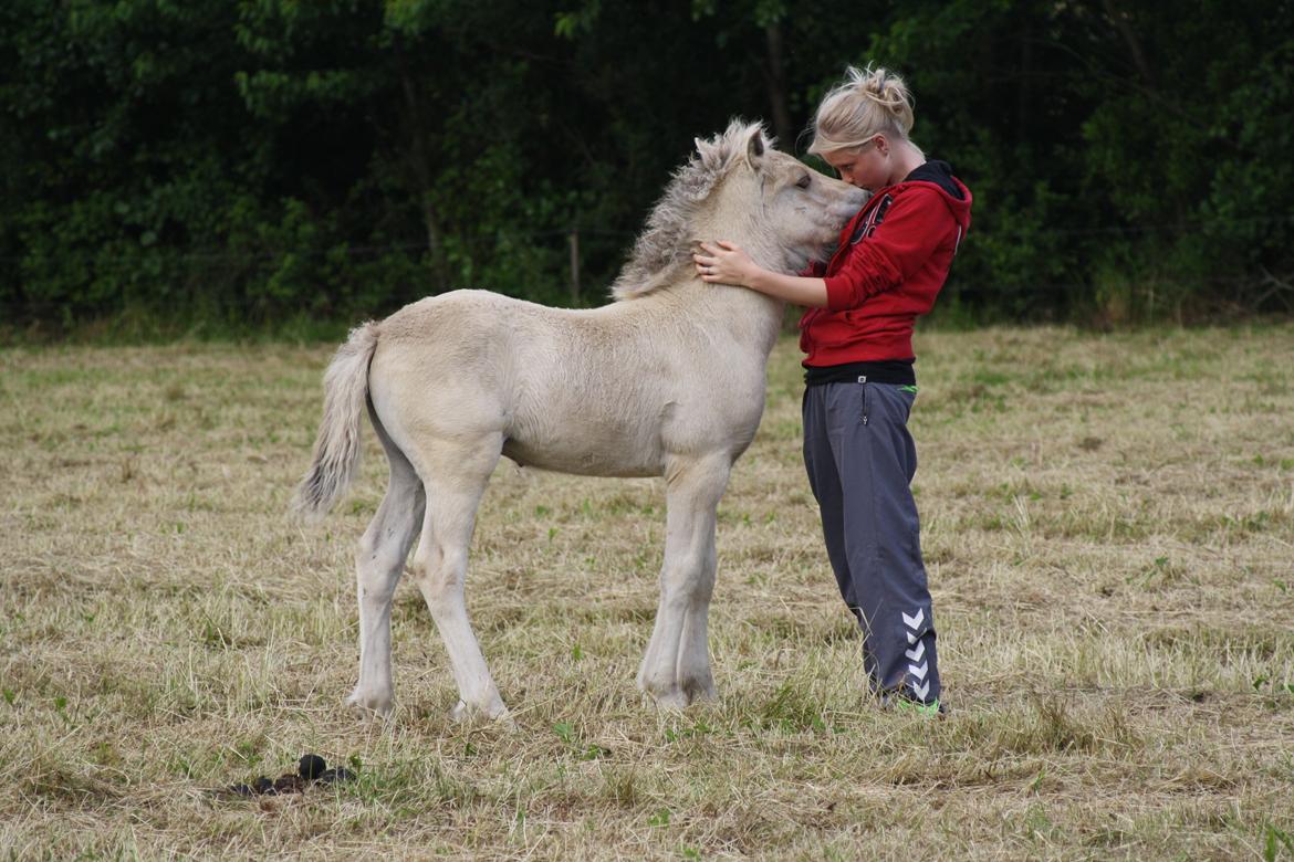 Fjordhest Zenvo - Min baby<3 3. juli 2012 billede 6