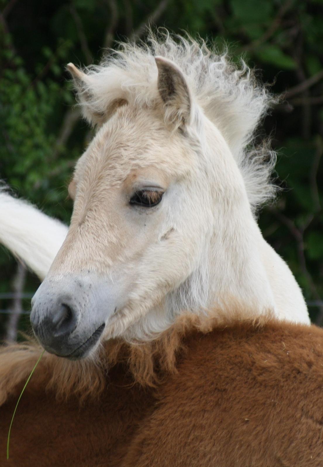 Fjordhest Zenvo - Zenvo når han er smukkest :-) 3. juli 2012 billede 5