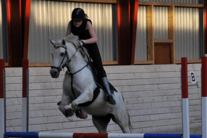 Tysk Sportspony Freja *SOLGT* :'( - Skat <3 billede 15