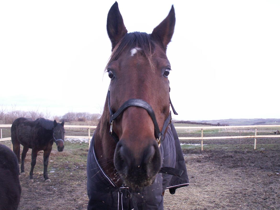 Fuldblod (XX) Be my vision billede 8