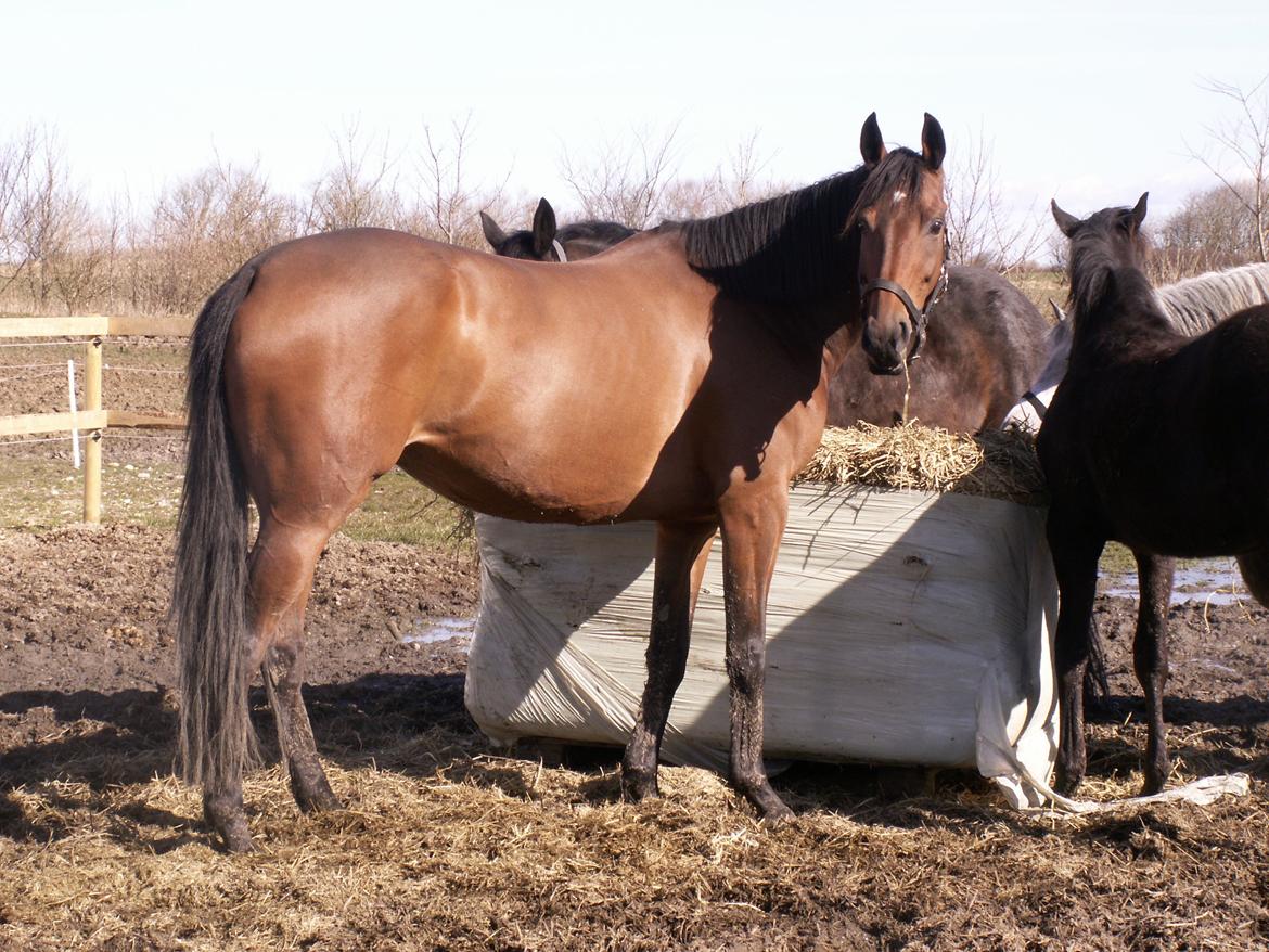 Fuldblod (XX) Be my vision billede 9