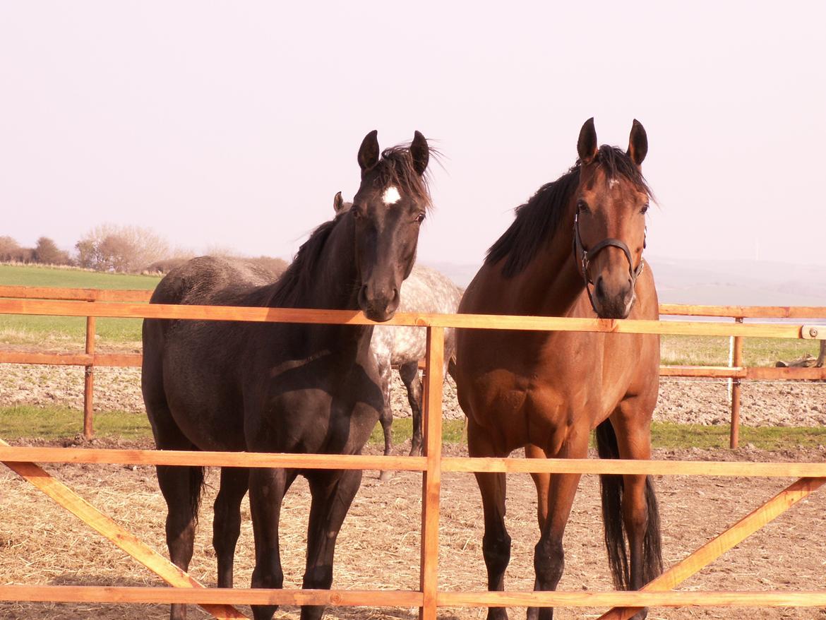 Fuldblod (XX) Be my vision - Mor og Søn <3 billede 10